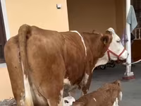 母牛, Red-spotted breed — 照片 8