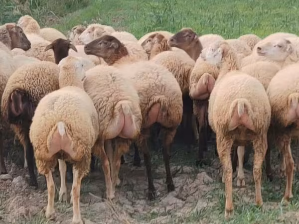 Sheep, Sheep