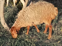 Sheep (batch, sex not specified), Sheep — photo 7