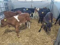 母牛, Simmental cattle — 照片 1