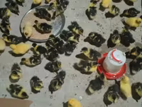Ducks — foto 3