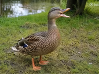 Ducks — الصورة 2
