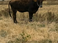 Kuh, Swiss cattle — Foto 4