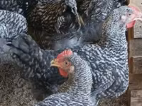 Chickens — photo 4