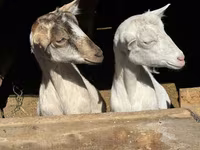 Koza, Saanen goat — foto 4