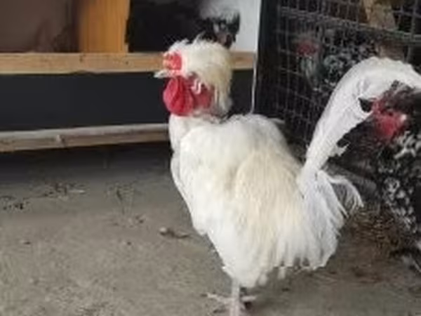 Голландская чёрная белохохлая