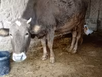 母牛, Cattle — 照片 1