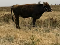 Kuh, Swiss cattle — Foto 3