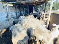 Qoç, Merinoland sheep — foto 2