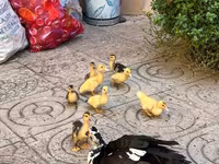 pato criollo doméstico — foto 3