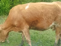 İnək, Simmental cattle — foto 3