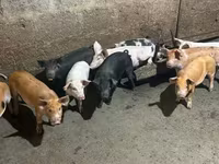 Säue, Schweine — Foto 5