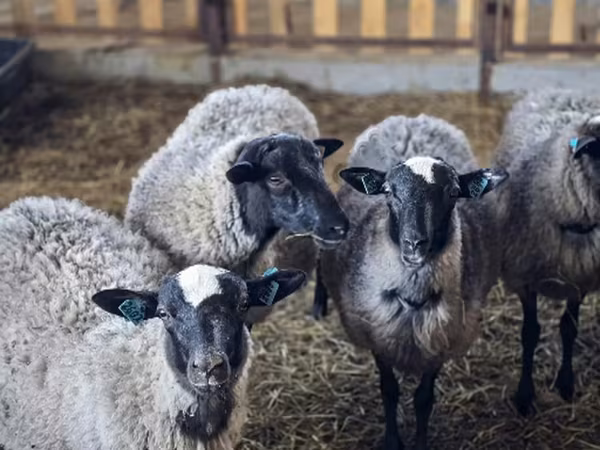 Sheep, Romanov sheep