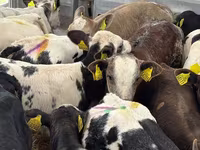 Bovinos (lote, sexo no especificado), Simmental cattle — foto 6