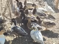 Ducks — foto 3