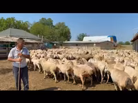 Sheep, Sheep — photo 2