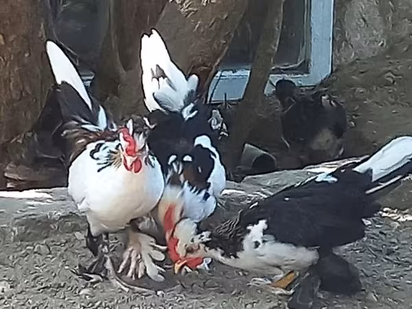 Japanese Bantam