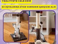 Pișiyiniz ev əşyalarında dırnağını "itiləyir?" Çıxış yolu var : Onun — foto 5