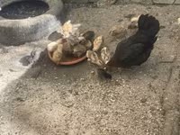 Chickens — photo 4