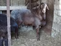 Baran, Hissar sheep — zdjęcie 5