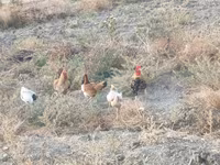 Chickens — फ़ोटो 8