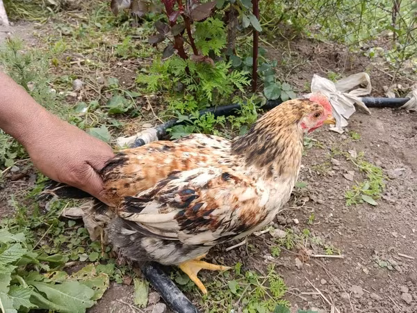 Chickens — Azerbaijan