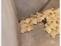 German Pekin — photo 2