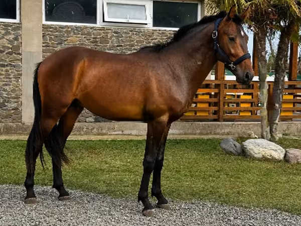 حصان, Karachay horse