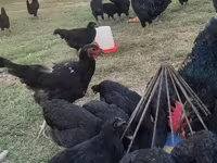 Chickens — foto 3