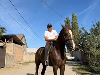 Cavalo, Cavalos — foto 2