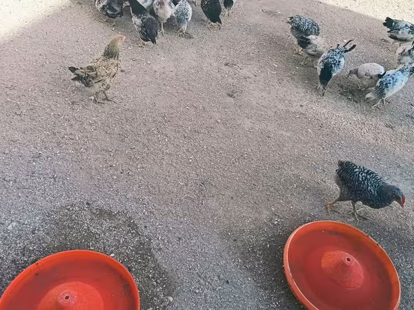 Chickens — Azerbaijan