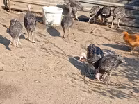 Turkeys — फ़ोटो 1