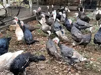 Turkeys — Foto 3