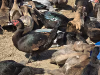 Ducks — Foto 3
