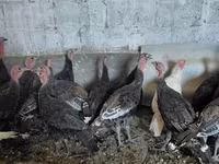Turkeys — foto 4