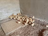 Pekin Bantam — photo 4