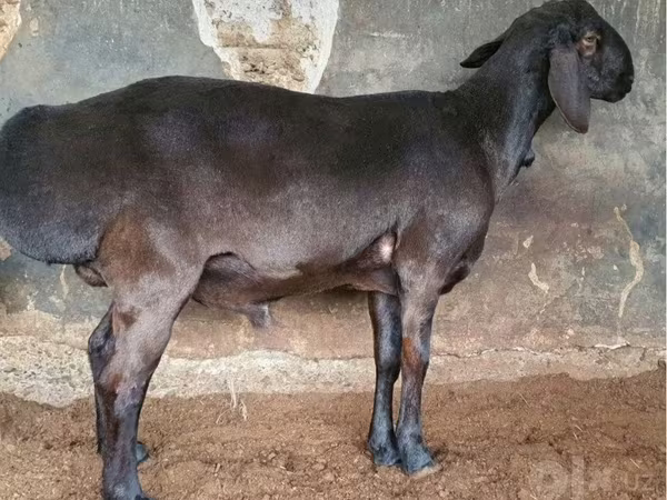 Qoç, Qoyunlar