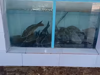 Ձուկ պահելու ակվարյում — Foto 1