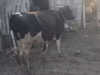 İnək, Vəhşi jak — foto 3