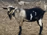 Bode, Cabras — foto 1
