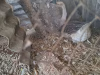 Geese — photo 3