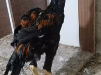 Chickens — photo 8