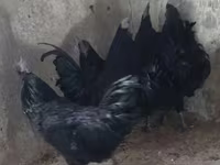 Ayam Cemani — Foto 1