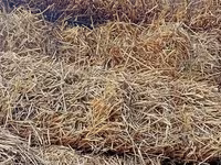 500 Ədəd Arpa, buğda samanı satılır naves altında olan Samandır. Hal — foto 2