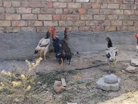 Ayam Cemani — foto 6