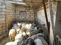 Qoyunlar (partiya, cinsi göstərilməyib), Qoyunlar — foto 3