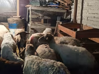 Oveja, Ovejas — foto 1