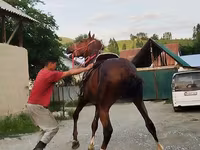 At, Karabair horse — foto 7