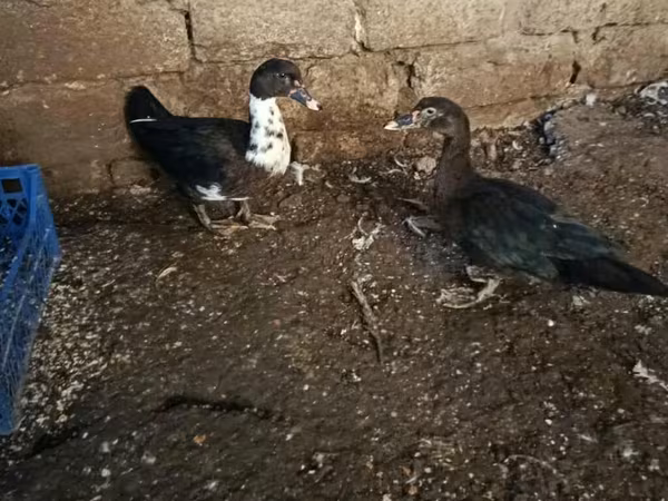 pato criollo doméstico