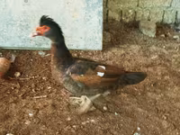 Ducks — photo 4